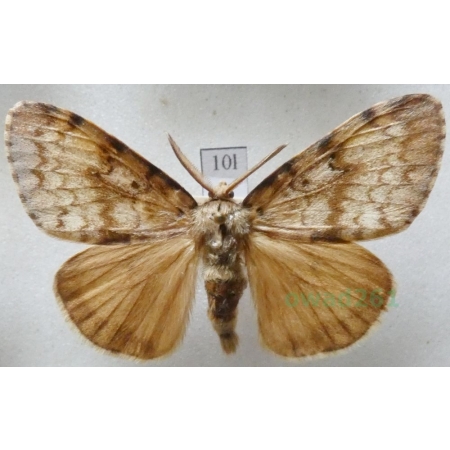 Lymantria dispar (Linnaeus, 1758) male Brudnica nieparka Czech10l